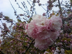 SN3C0031.jpg